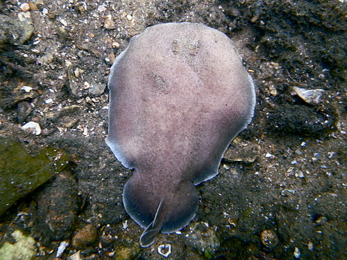 Coffin ray